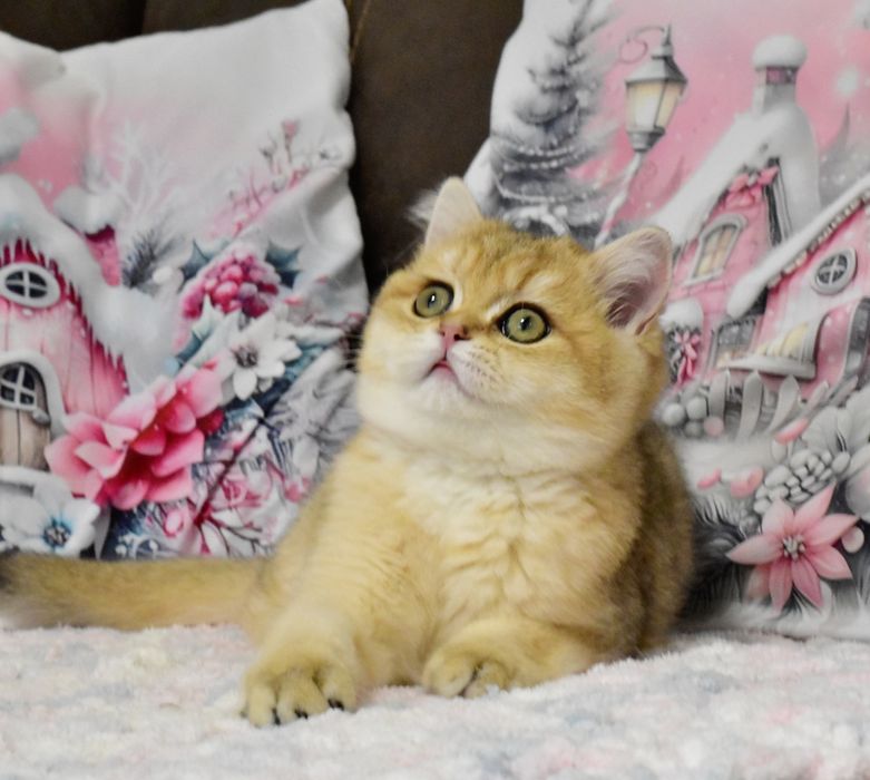 Золотая шиншилла, кошечка, продажа