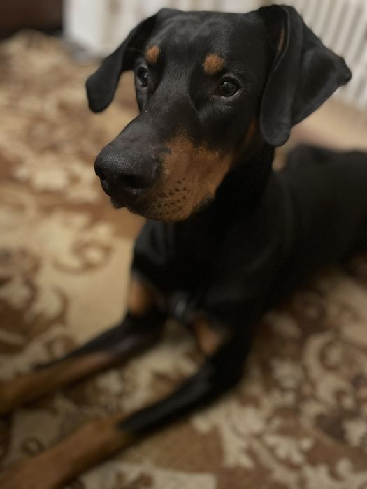 На вязку приглашает молодой кобель породы Доберман