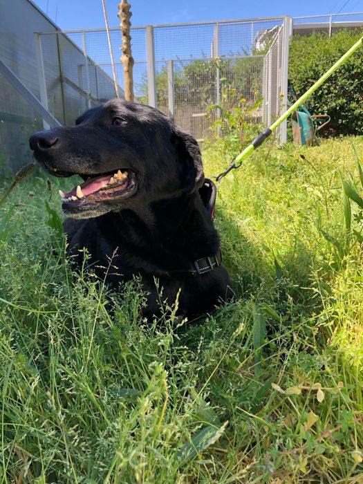 Nero - cão de porte grande