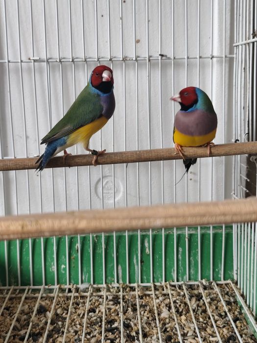 Diamantes de gould