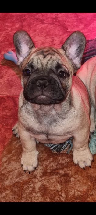 Bulldog Francês Descendente Campeões do Mundo