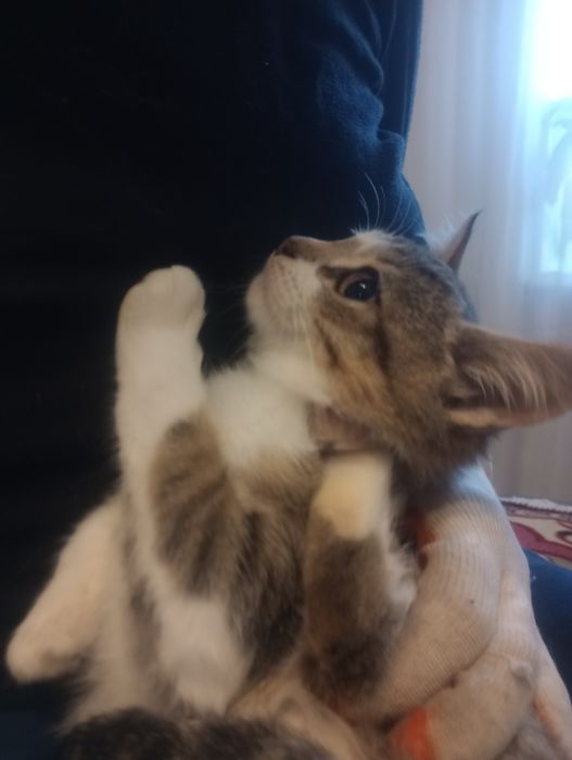 Соня 5 мес стерилизованная