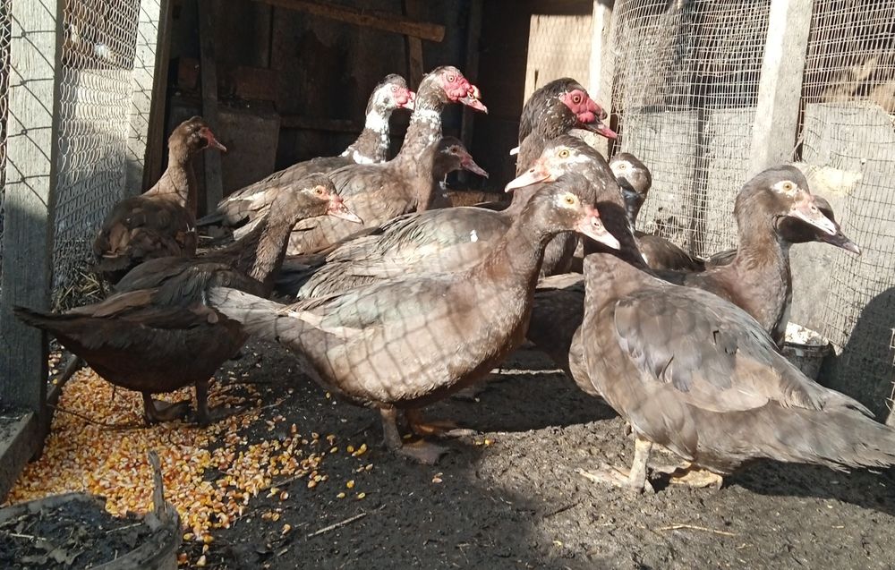 Качки та качурі (шипуни,мускусні)індики,індички.Інкубаційні яйця.