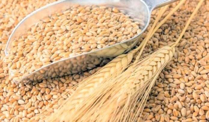 Насіння ячмінь Геліос, Сталкер, Себастьян, Вакула, Дев'ятий вал, КВС