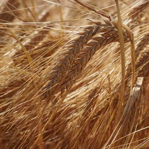 Jęczmień jary KWS VERMONT C/1 Materiał kwalifikowany