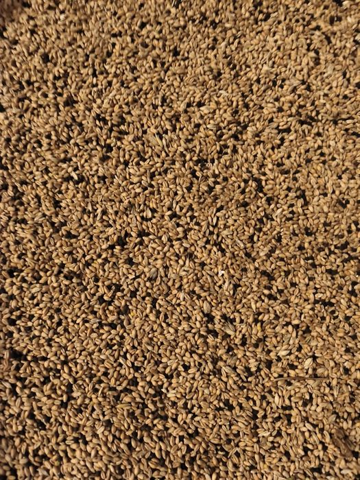 Pszenica bez oprysków