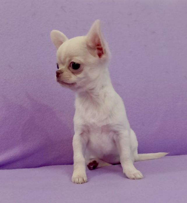 Chihuahua krótkowłosy piesek FCI