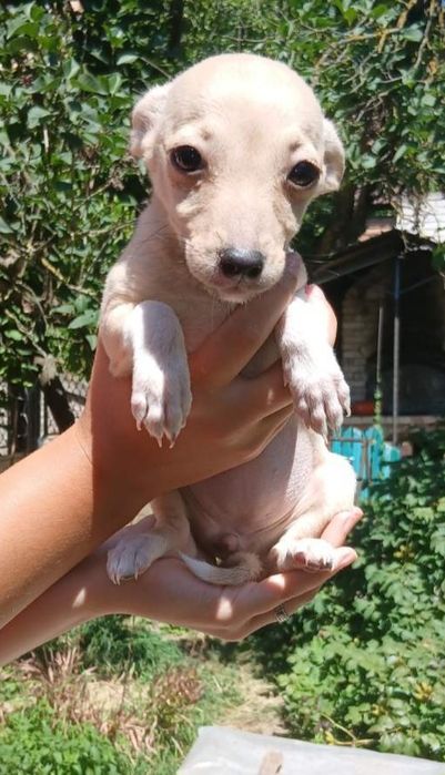 Подарую цуценя 5 місяців, дівчинка