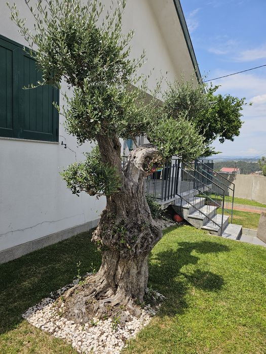 Oliveira centenaria
