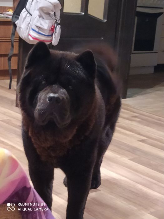 В'язка чау- чау смуф коротко шерстний