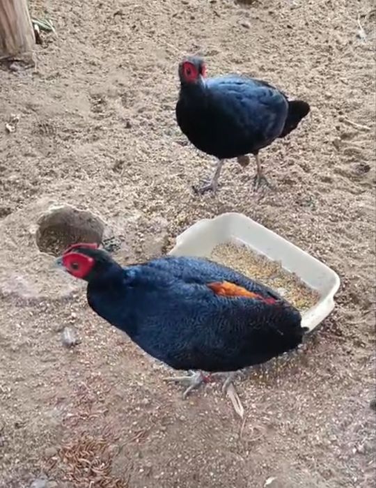 Casal de faisão Costa de Fogo da Malásia