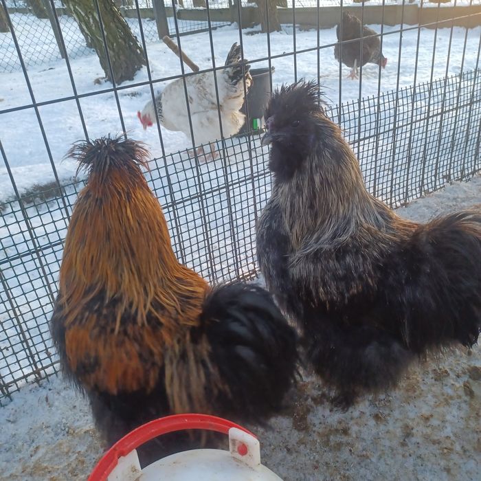 Silki para oraz koguty do zmiany kurnika