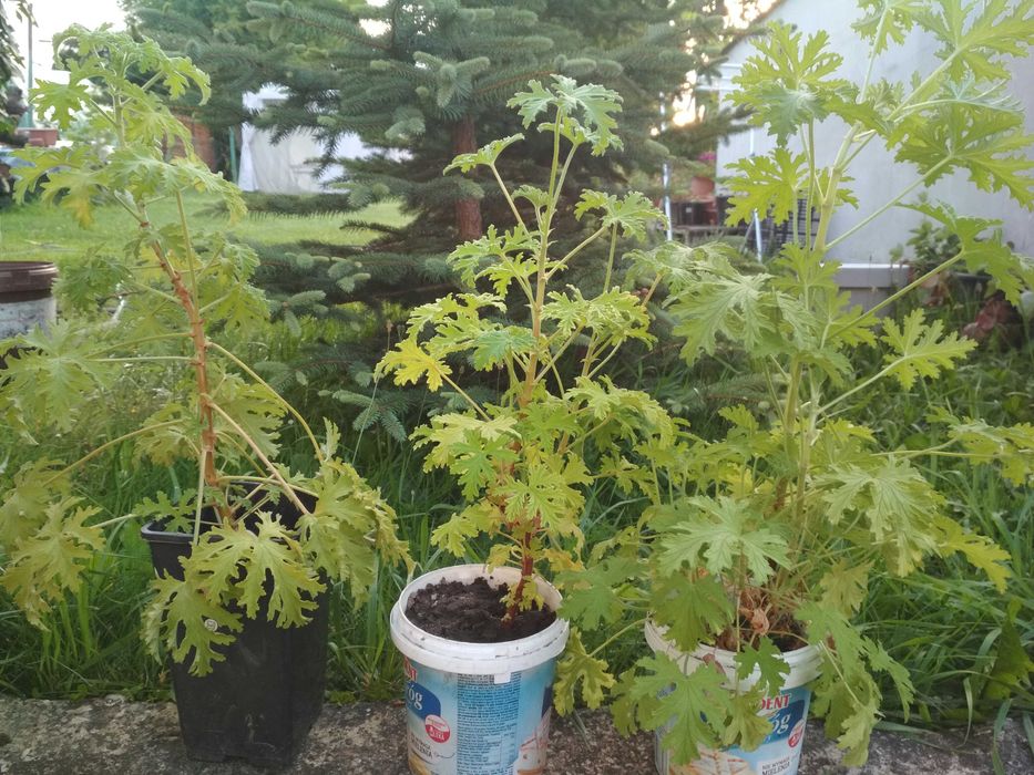 Geranium szczyrbok anginka cytrynka