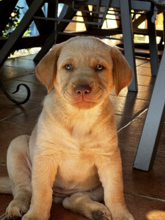 Придбайте грайливих лабрадорчиків