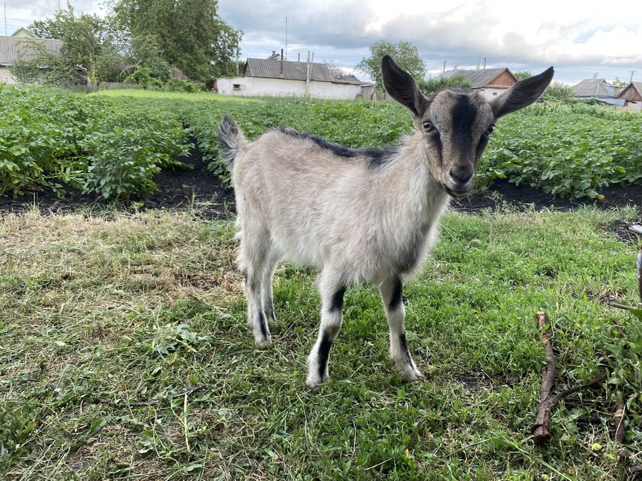 Продам 3-х місячних козенят