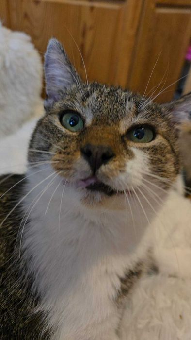 Rogalik szuka domu tymczasowego