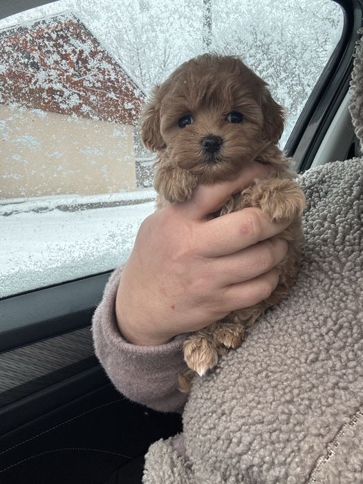 Цуценята  мальтипу  в Києві