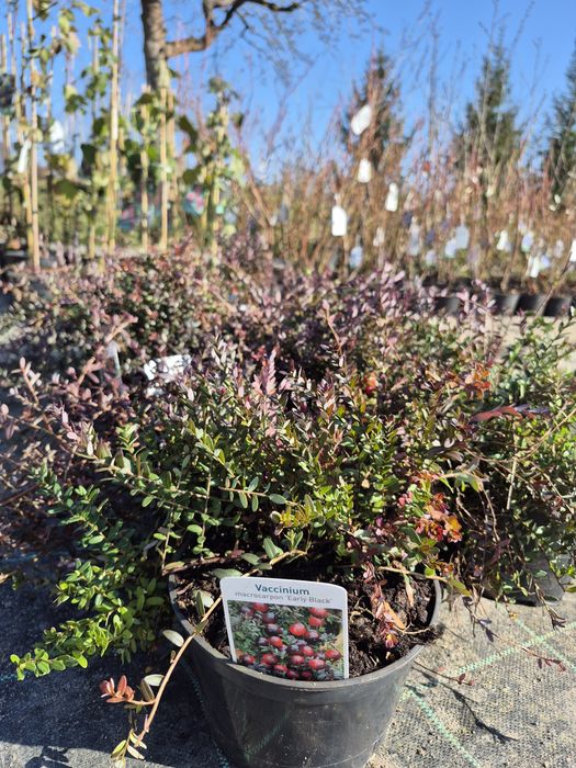 Borówka amerykańska,  krzewy owocowe