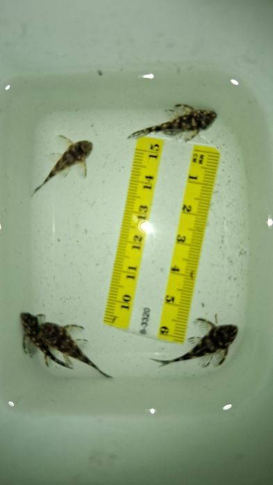 L471 Hypancistrus, zbrojnik, glonojad