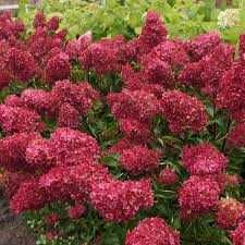 Hortensja Fraise Melba 4 Letnia Cena 55 zł