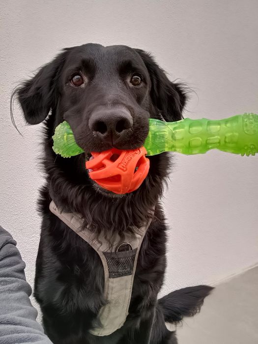Ralph a precisar de nova família