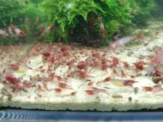 Super cena. krewetka red rili, krewetki neocardiny czerwono-białe