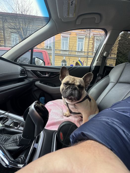 французький бульдог