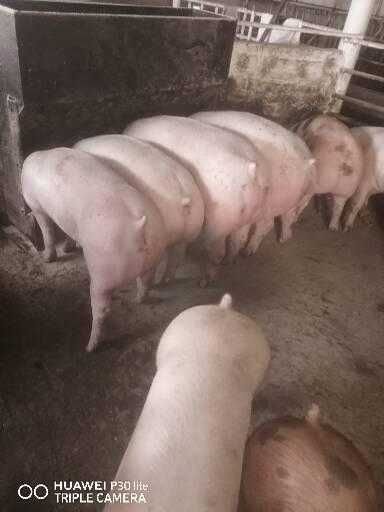 Сільськогосподарські тварини