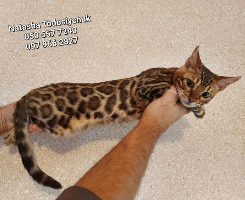 Бенгальські кошенята, офіційний розплідник