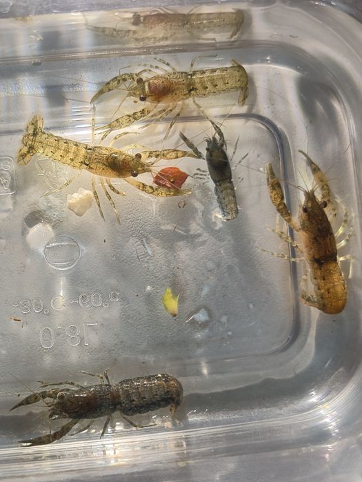 Карликовый болотный рак