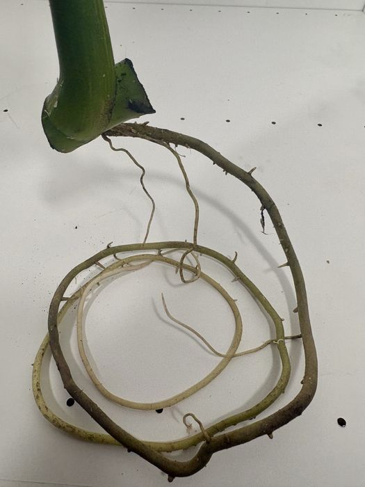 Monstera mint ukorzeniona pędówka