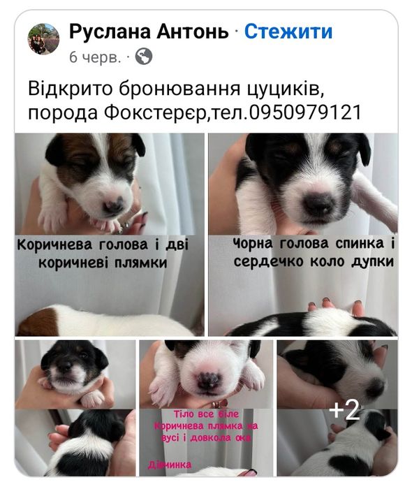 Цуценята бронювання