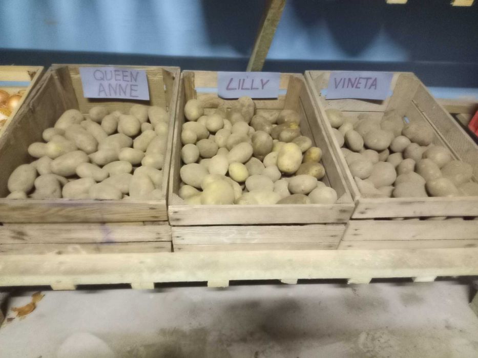 Queen Anne, Vineta, Lilia dostępne cały rok.