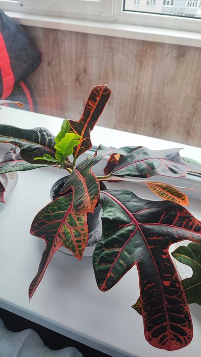 Кімнатна рослина Кротон