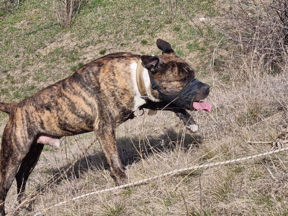 Американський стафордшир-тер'єр шукає подругу