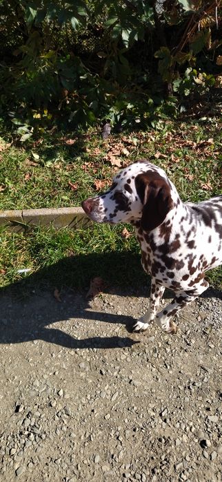 Продаються Далматини