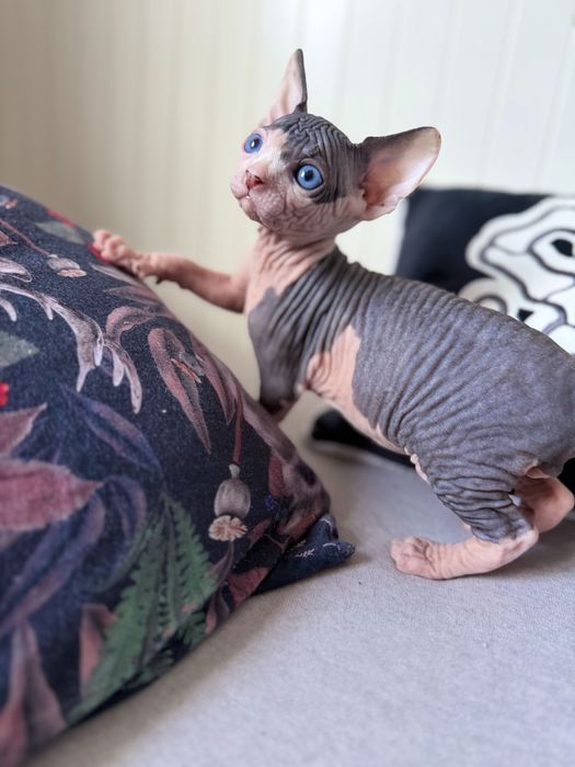 Sfinks kanadyjski kocurek o niebieskich oczach legalna hodowla