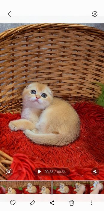 Яркая золотая шиншилла Девочка