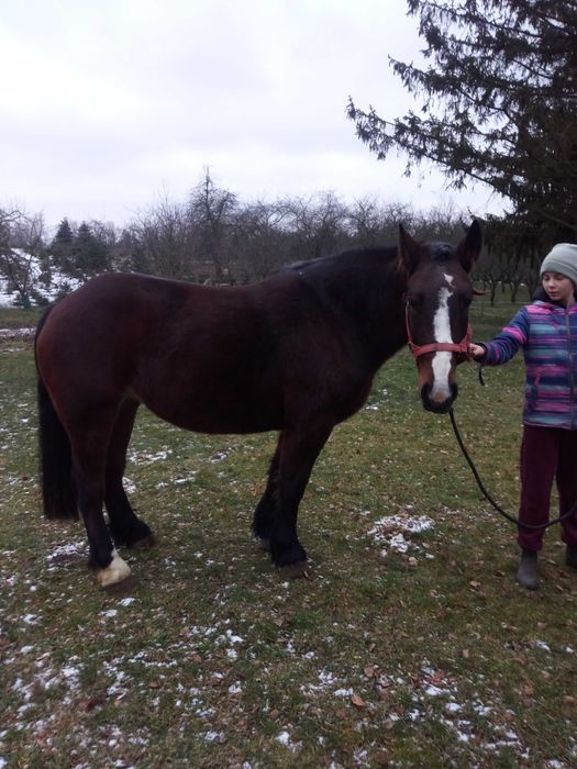 Klacz zimnokrwista- 3latka