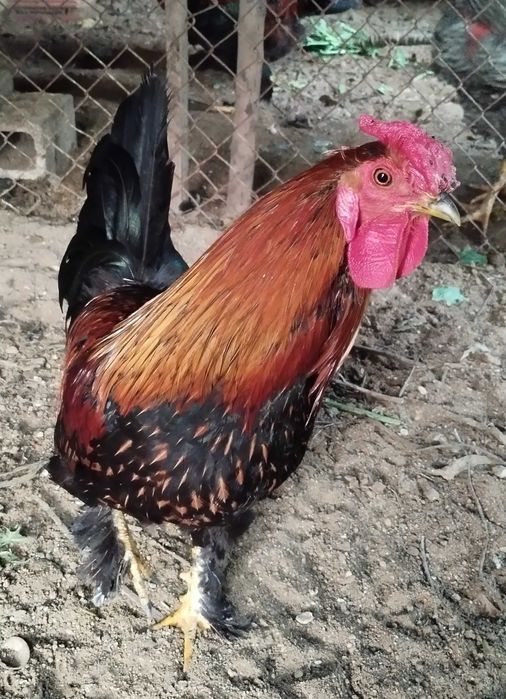 Garnizos com menos de 1 ano