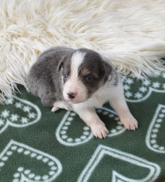 Suczka Border Collie ZKwP / FCI niebieska tricolor