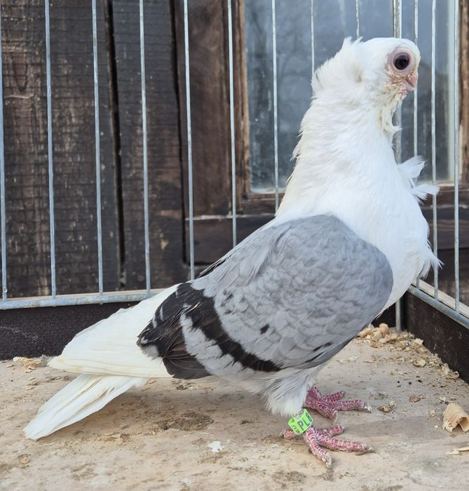 Mewki/ mewek niebieski