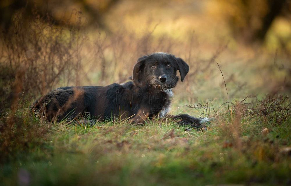 Coco - 6 miesięczna sunia SZCZENIAK szuka domu