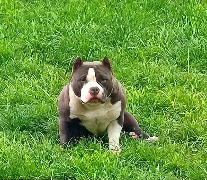American Bully Pocket