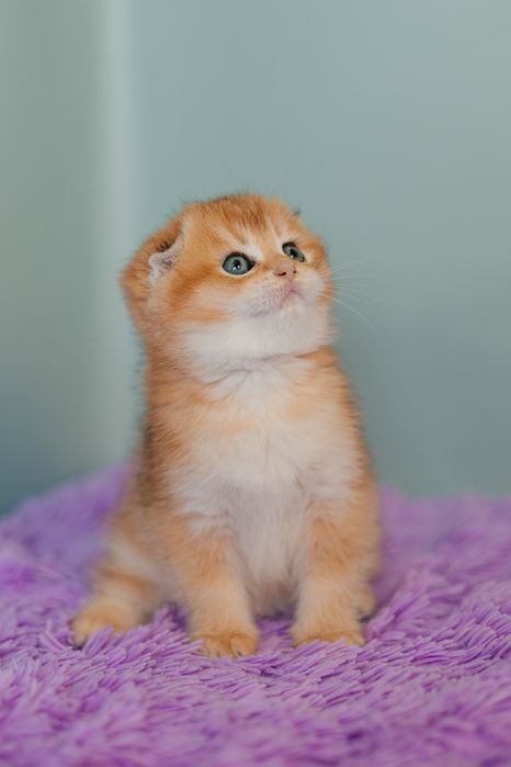 Шотландские котята
