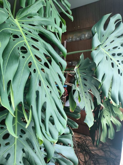 Kwiat monstera duży