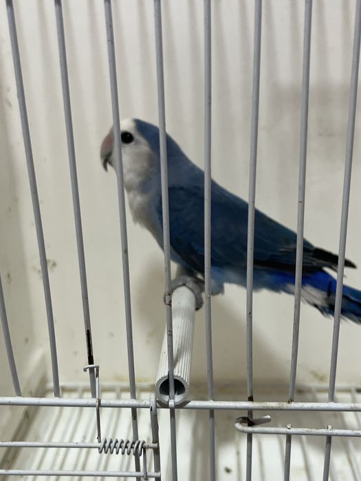 Agapornis longfeather