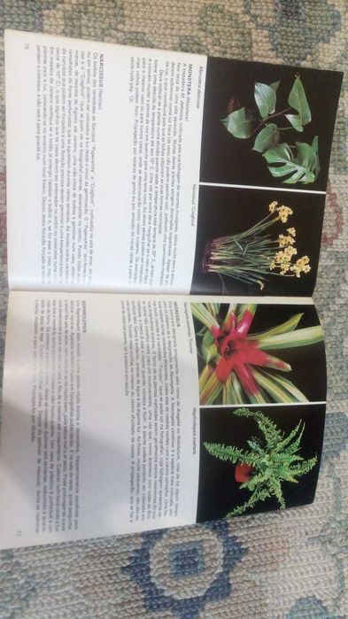 Livro Plantas de Interior Rob Herwig Habita