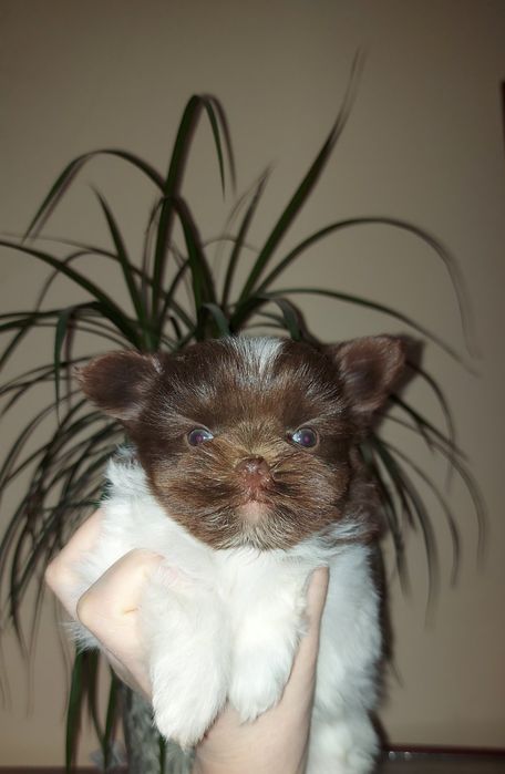 Биро йорк, Кольоровий йорк, шоколадний міні песик.