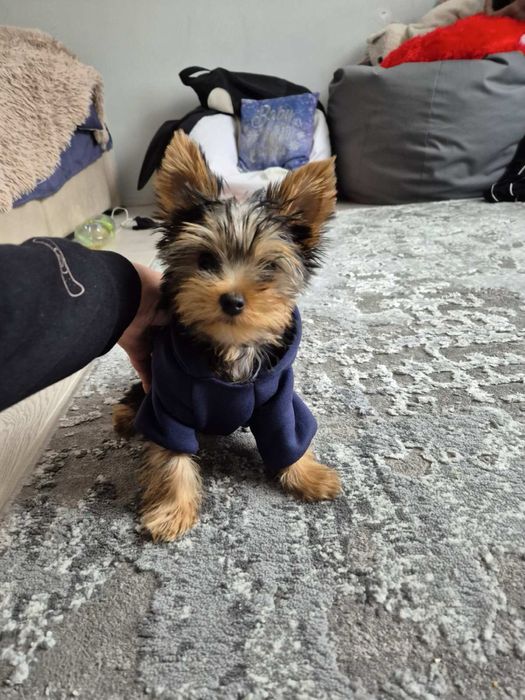 В’язка йорка - Хлопчик